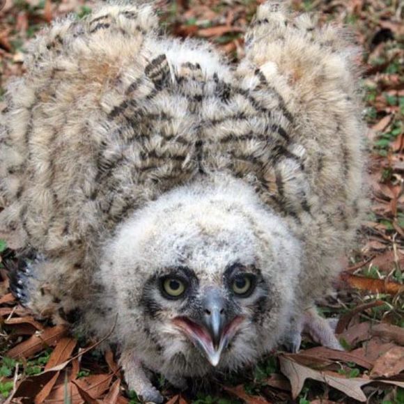 Meet your Posher, Sheila - Picture 1 of 1